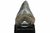 Glossy, Fossil Megalodon Tooth - South Carolina #182972-2